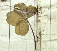 Sgt Carmichael's lucky four-leaf clover, preserved in his Post Office paying-in book